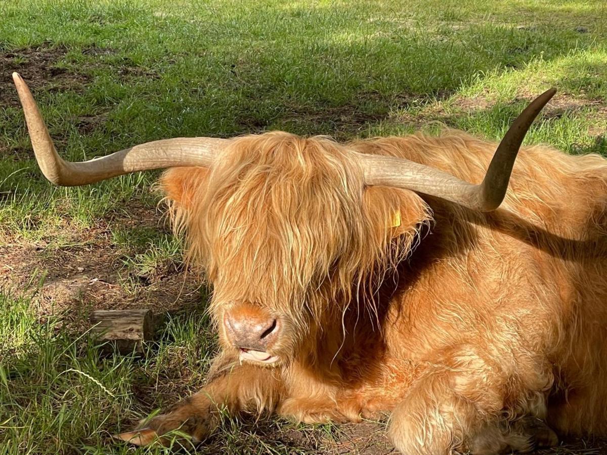 The Bearded Goat Den - A Rural Retreat At This Modern Holiday Cottage Saint Leonards Buitenkant foto